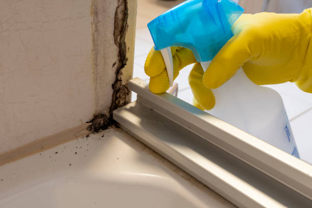 Best Attic Mold Removal  in La Mesilla, NM