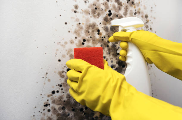 Mold Testing and Removal in La Mesilla, NM